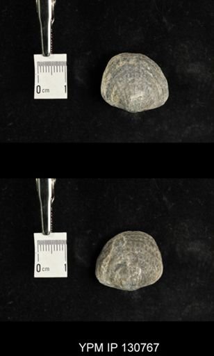 Spinatrypa spinosa