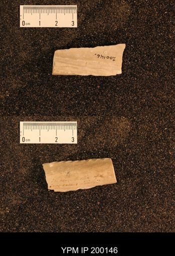 Inoceramus brogniarti