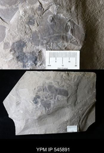 Eurypterus