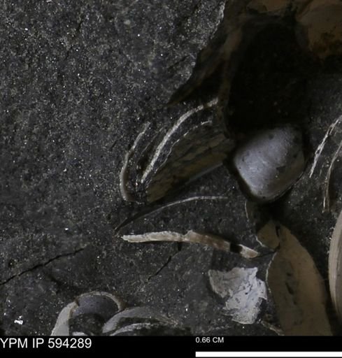 Protocardia sp.