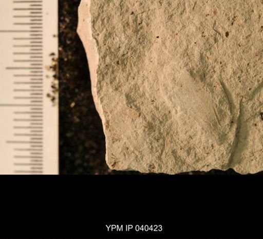 Probnis speciosa