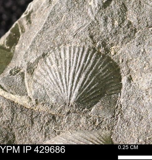 Devonochonetes scitulus