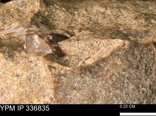 undet. Mollusca