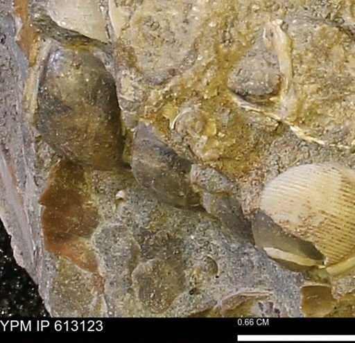 undet. Gastropoda