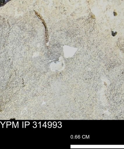 undet. Scaphitidae