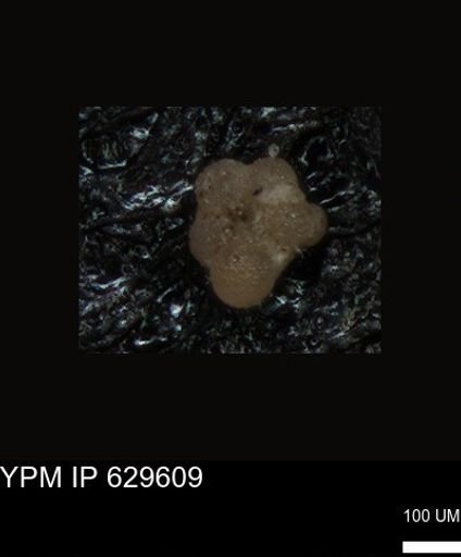 undet. Foraminiferida