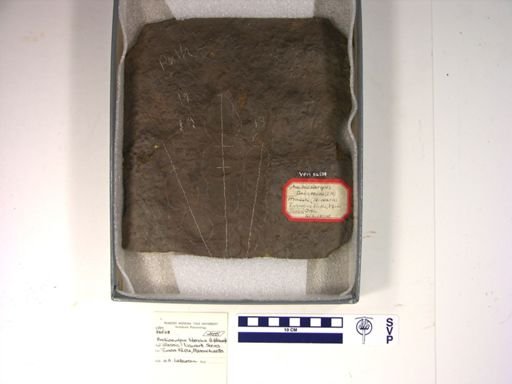 Anchisauripus tuberosus