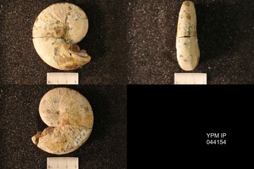 Hoploscaphites nicolletii