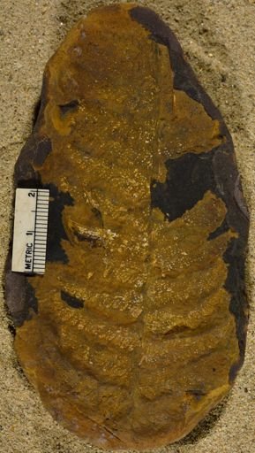 Pecopteris sp.