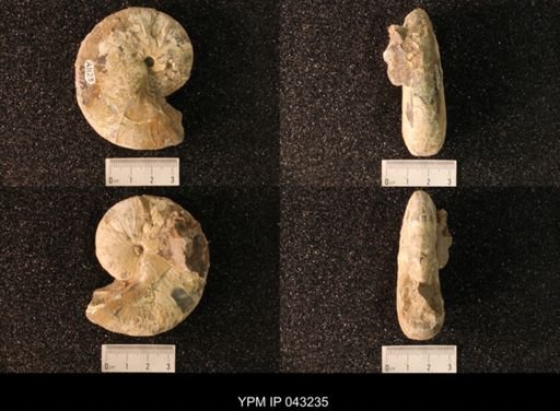 Hoploscaphites nicolletii