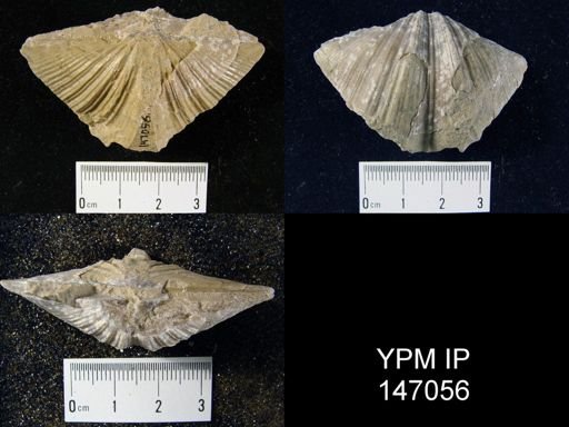 Spirifer cameratus