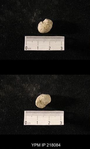 Sphaerodoma sp.