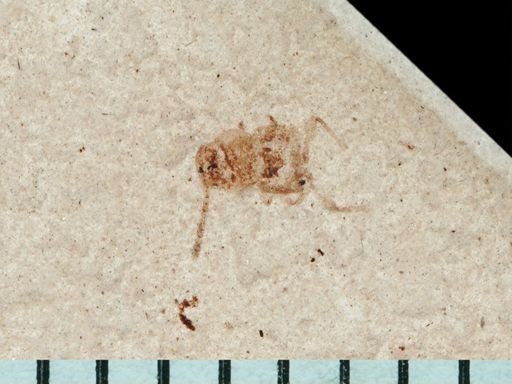 undet. Coleoptera