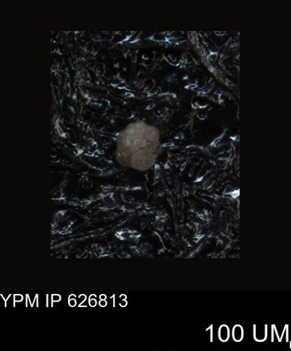 undet. Foraminiferida