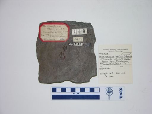 Batrachopus gracilior