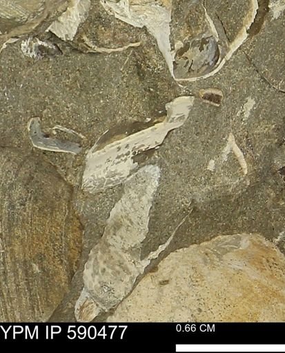 Limopsis?