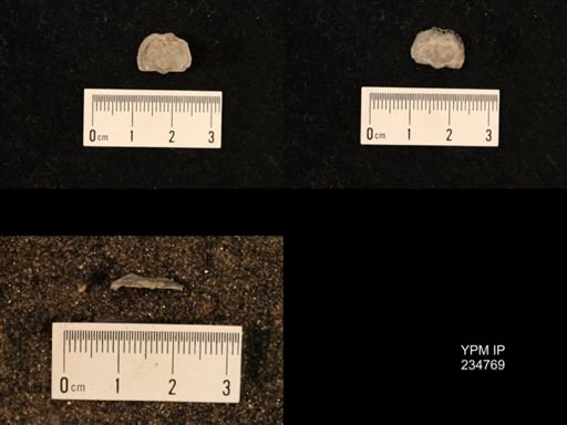 Marginifera splendens