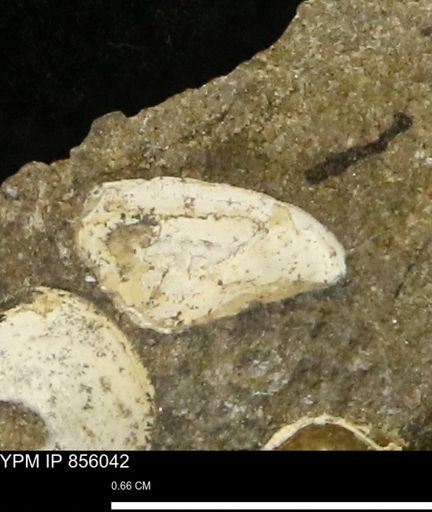 Nuculana sp.