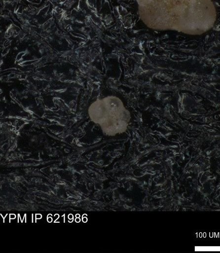 undet. Foraminiferida