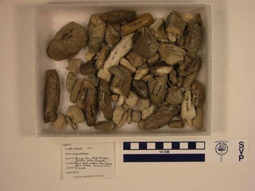 Vertebrata