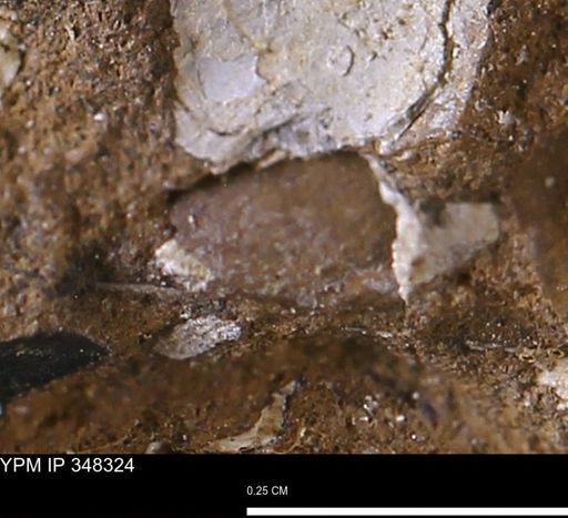 undet. Mollusca