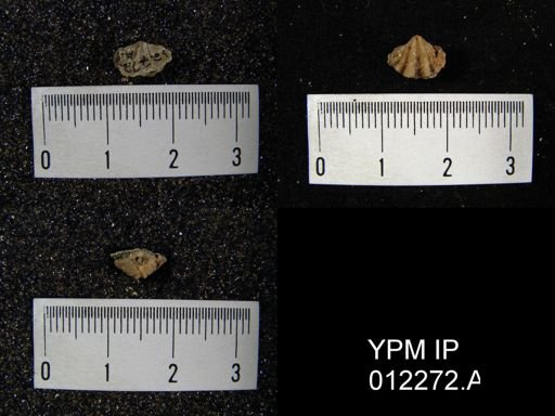 Spiriferina hilli