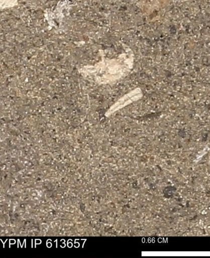 Scaphites sp.