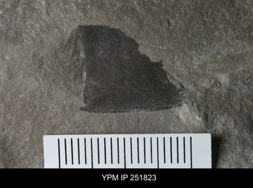 undet. Eurypterida