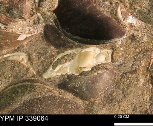 Graphidula sp.