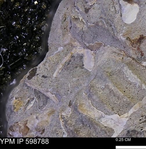 undet. Mollusca
