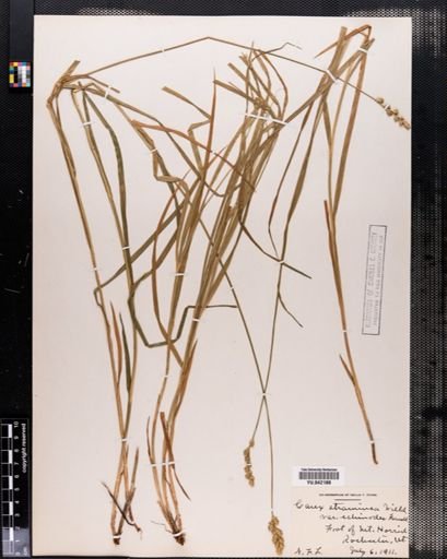 Carex tenera