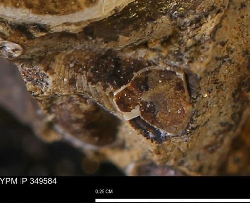 undet. Bivalvia