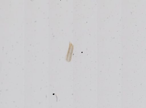 Hydrobia truncata