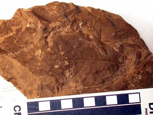 Angiospermopsida