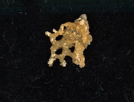 Fenestellidae