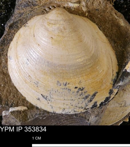 Limopsis striatopunctatus