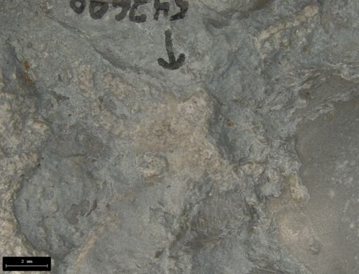 Aplocoma damesii