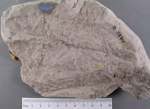 Fontainea grandifolia