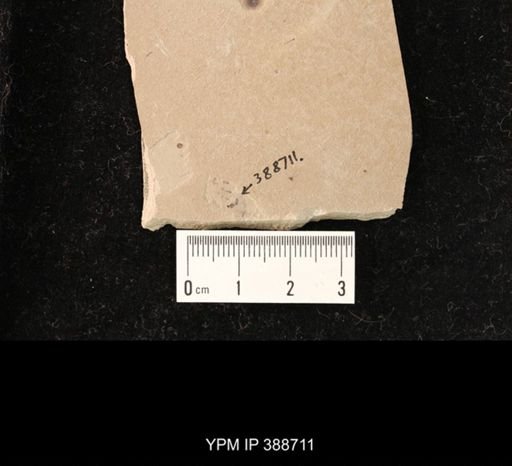 undet. Hymenoptera