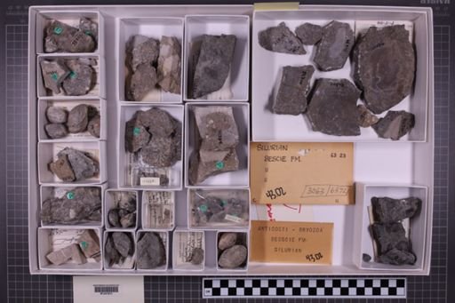 mixed taxa, stratigraphic collection