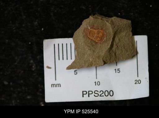 undet. Synziphosurina