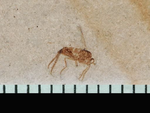 undet. Ichneumonoidea