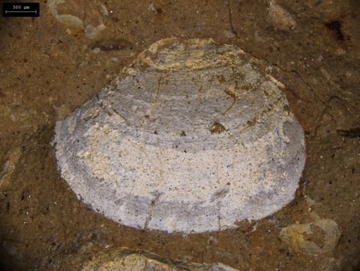 Estherites jocelynae
