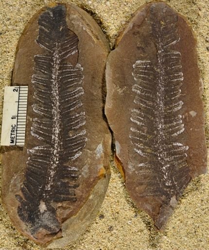 Pecopteris sp.