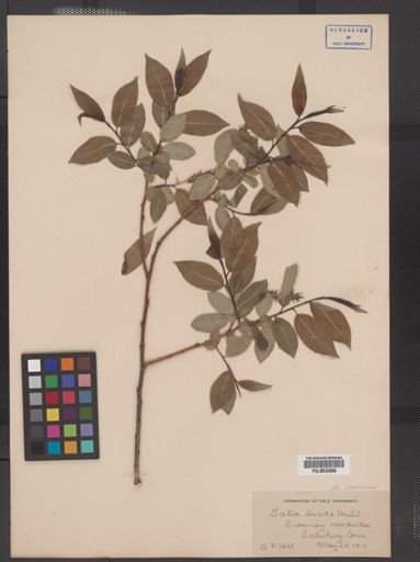 Salix lucida