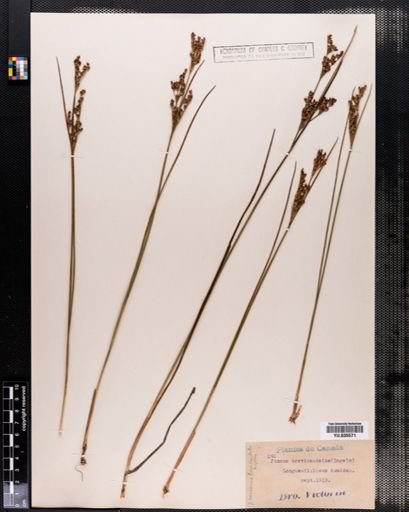 Juncus brevicaudatus