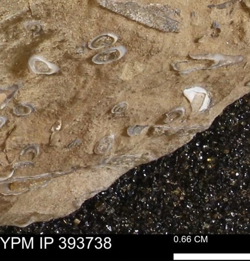 undet. Serpulidae