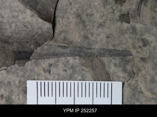 Eurypterus sp.
