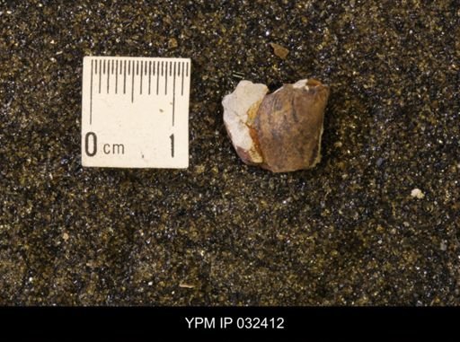undet. Scaphitidae