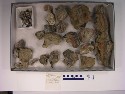 Crocodilus sp.